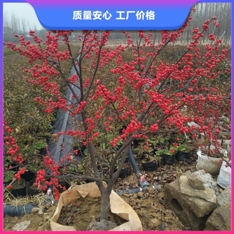 北美冬青,樱桃苗好产品好服务
