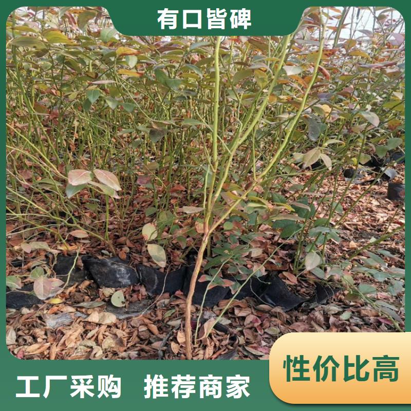 蓝莓苗_【蓝莓苗】支持定制加工