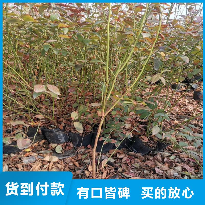 蓝莓苗-【猕猴桃苗】产地批发