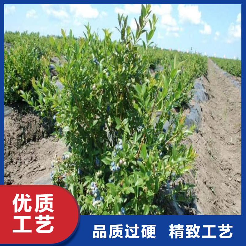 蓝莓苗【苹果苗】精选好货