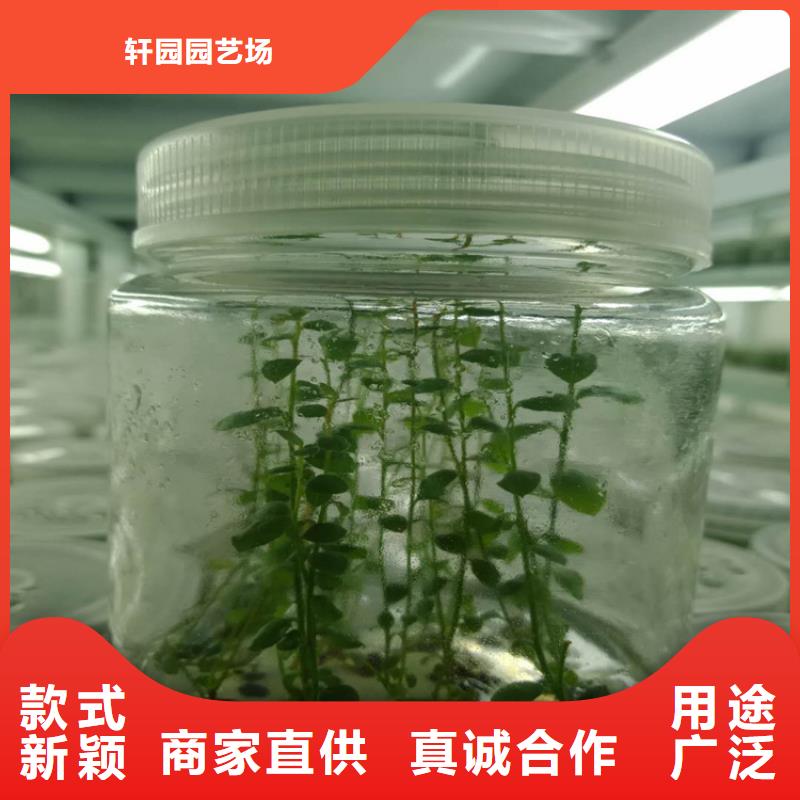 蓝莓苗-石榴树实体厂家大量现货