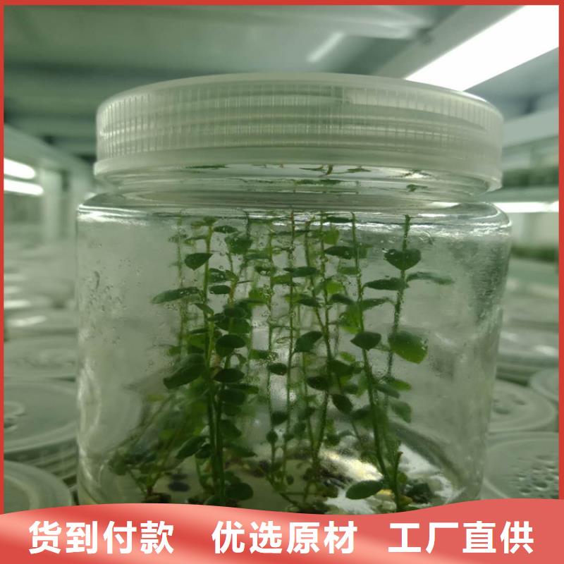 蓝莓苗苹果苗高标准高品质