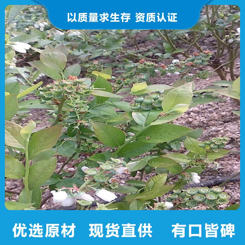 蓝莓苗3公分石榴苗厂家实力雄厚