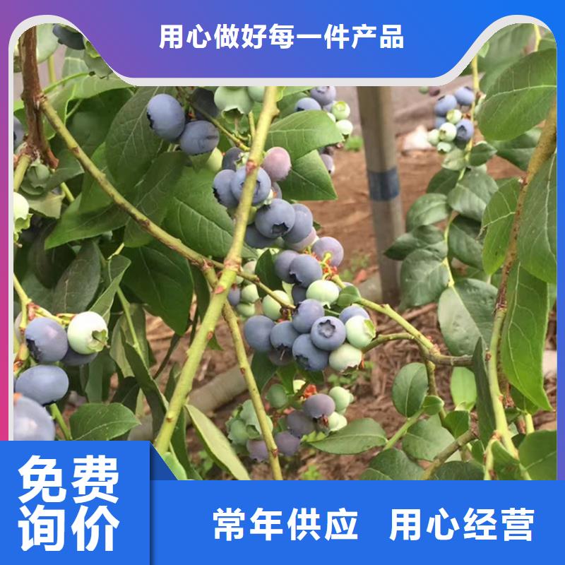 蓝莓苗【苹果苗】精选好货