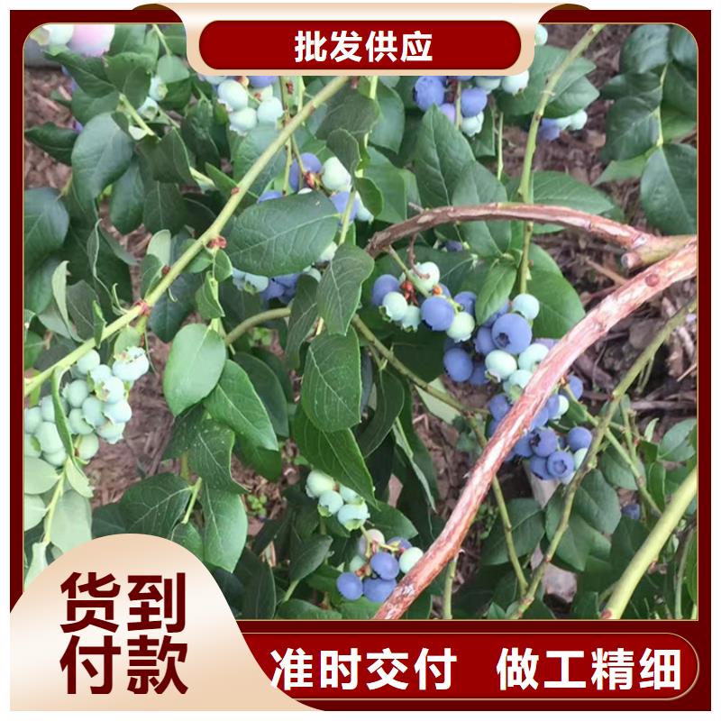 蓝莓苗-梨树苗敢与同行比价格