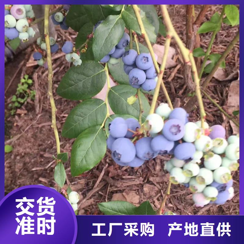 蓝莓苗-石榴树实体厂家大量现货