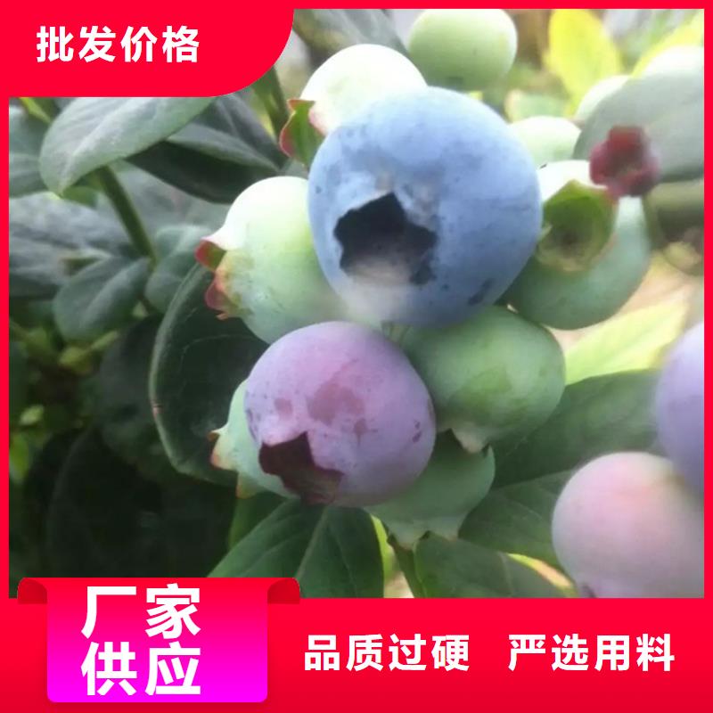 蓝莓苗苹果苗高标准高品质