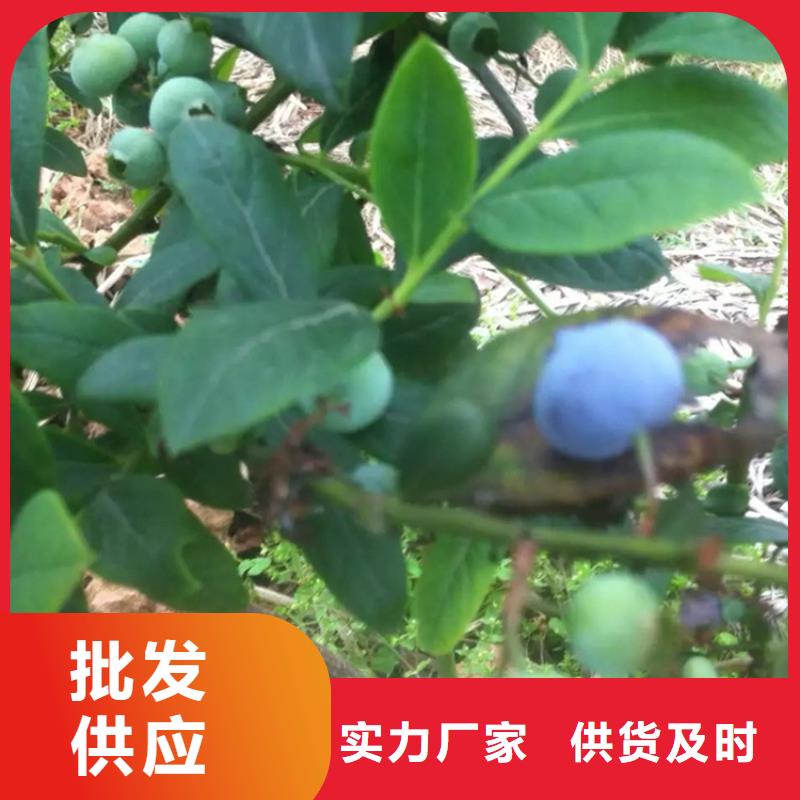 蓝莓苗_【蓝莓苗】支持定制加工