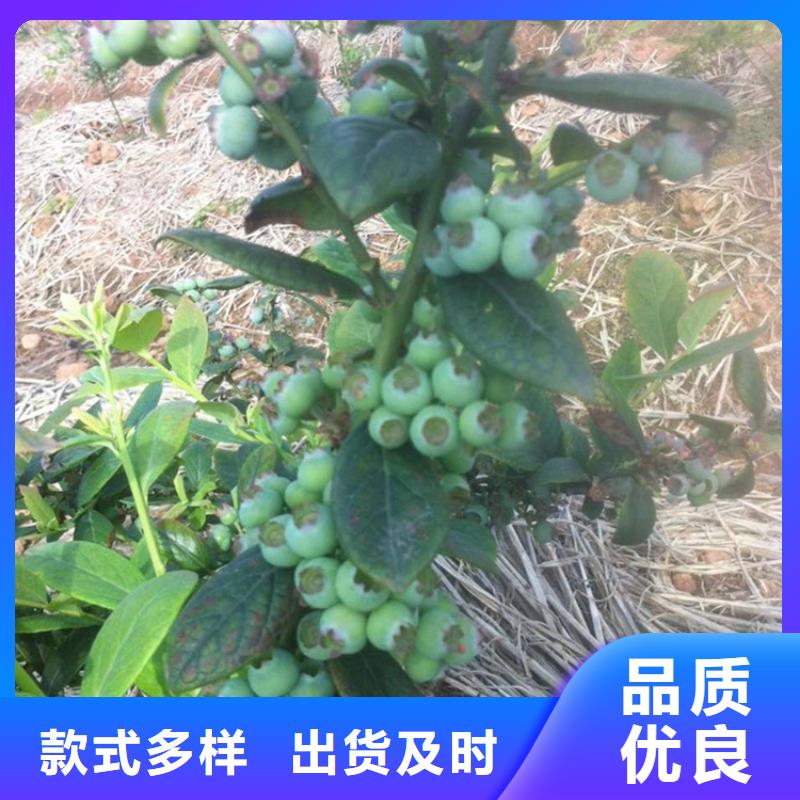 蓝莓苗【苹果苗】精选好货