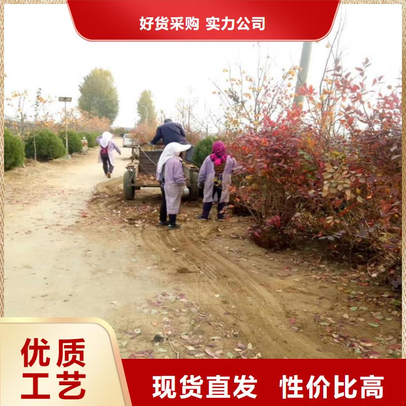 蓝莓苗苹果苗采购无忧