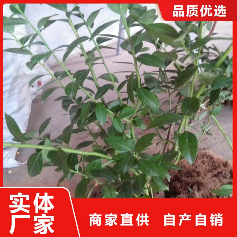 蓝莓苗_苹果苗产品细节