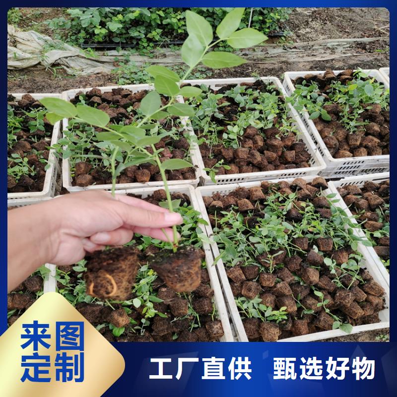 蓝莓苗-无花果苗用的放心