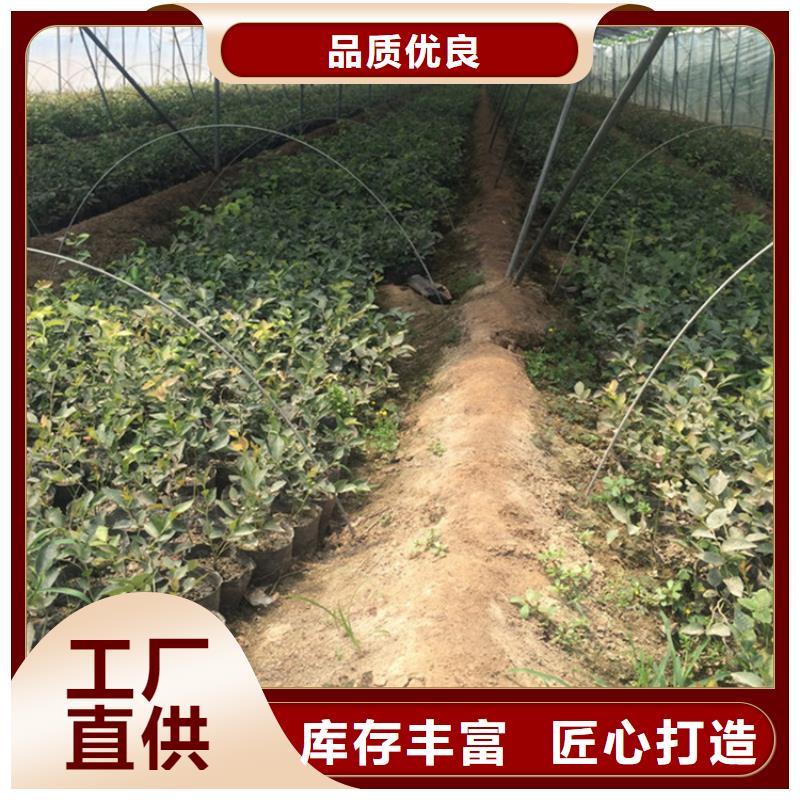 蓝莓苗-梨树苗敢与同行比价格