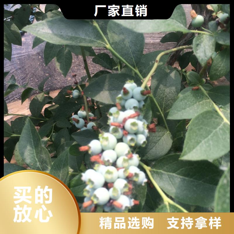 蓝莓苗【苹果苗】精选好货