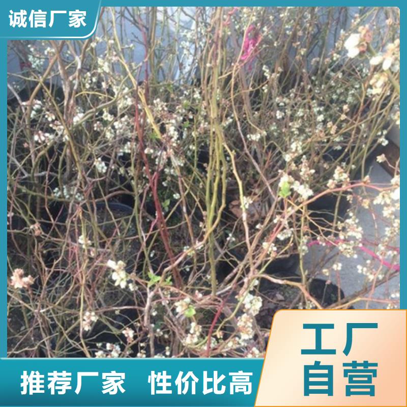 蓝莓苗_【蓝莓苗】支持定制加工