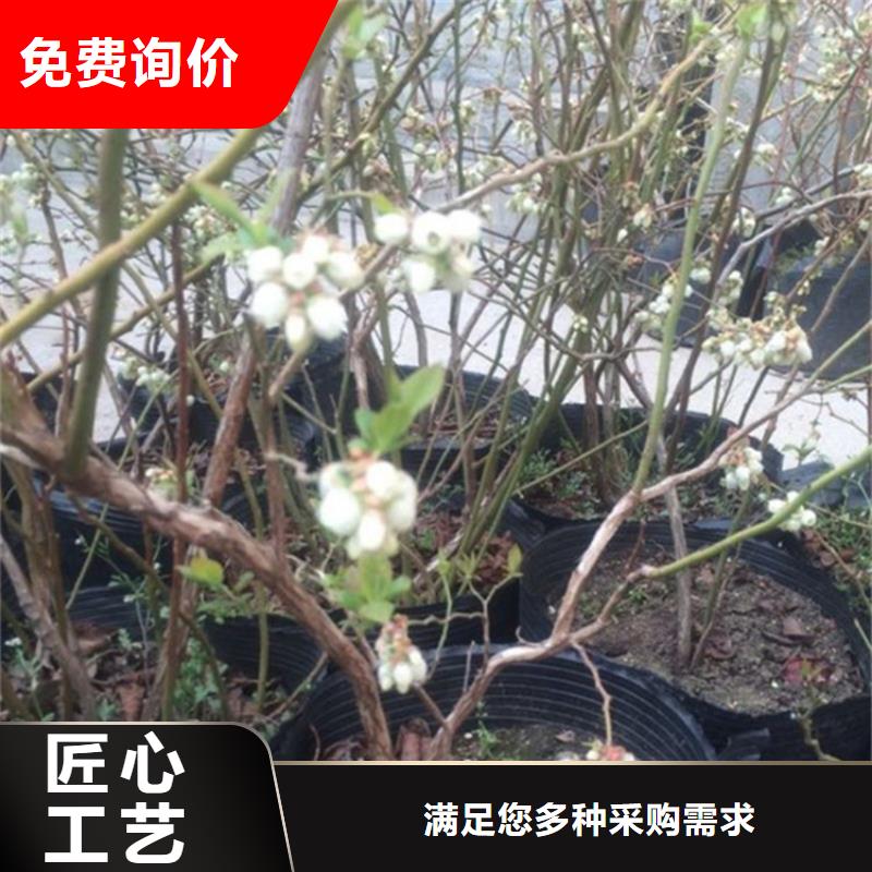 蓝莓苗苹果苗采购无忧