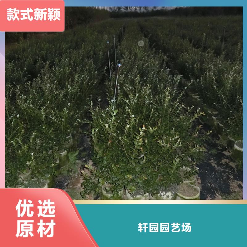 蓝莓苗-无花果苗用的放心