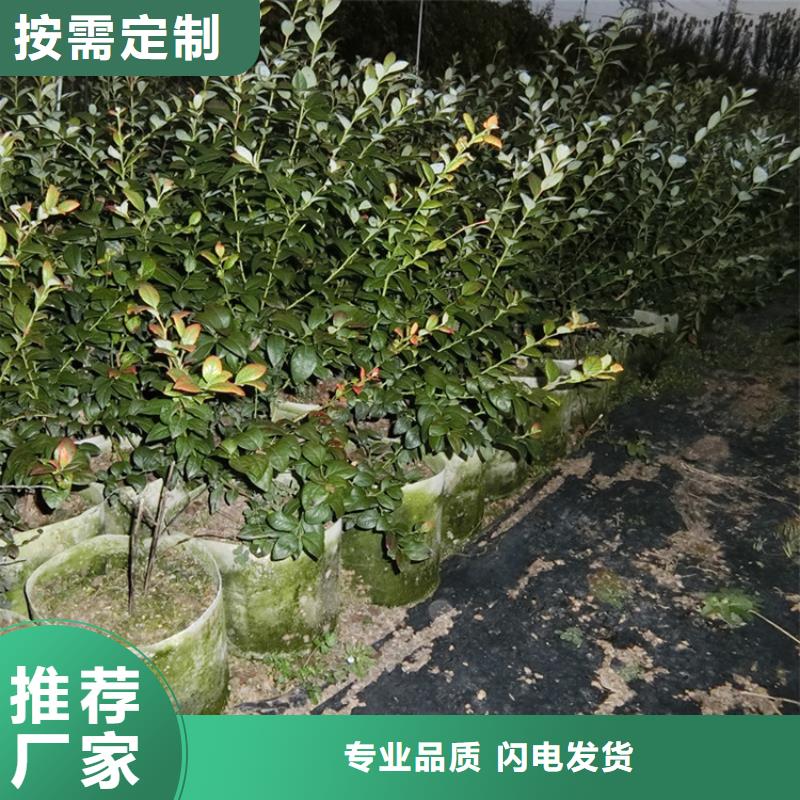 蓝莓苗苹果苗高标准高品质