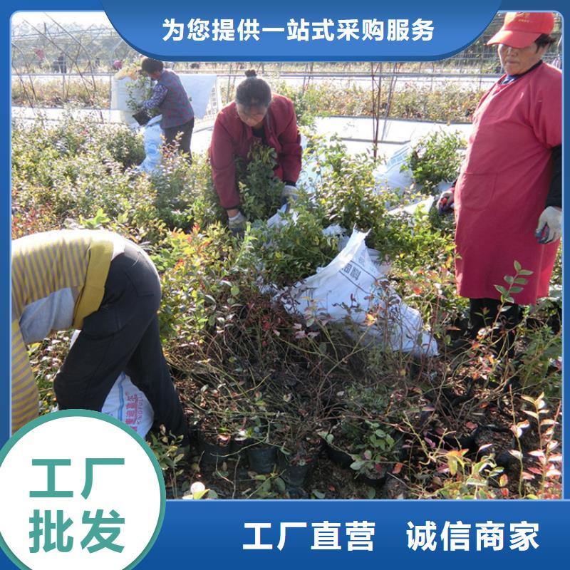蓝莓苗花椒苗好产品价格低
