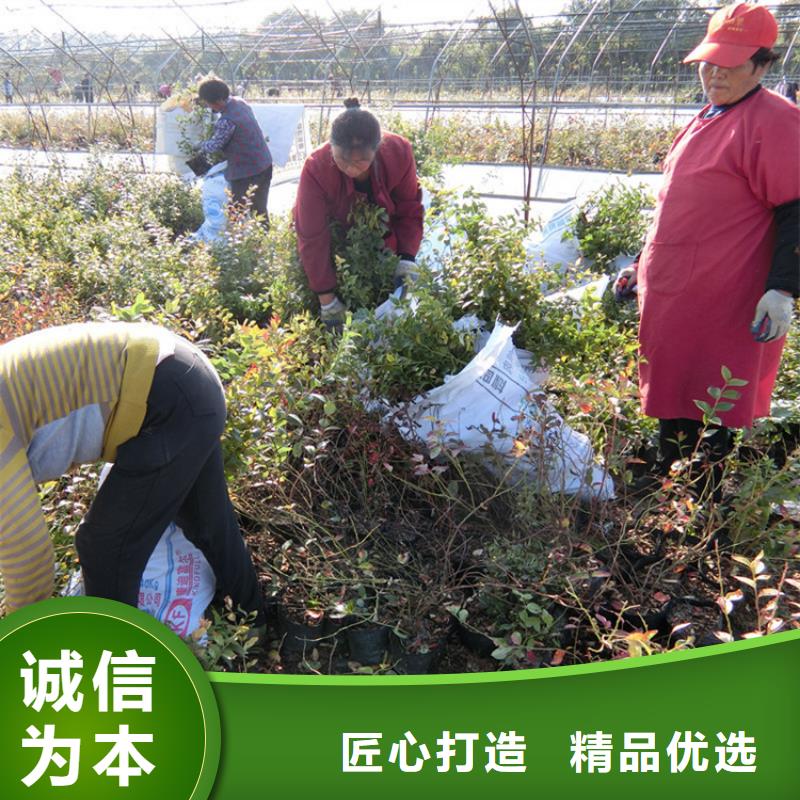 蓝莓苗_苹果苗产品细节