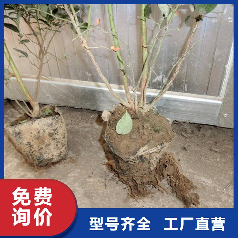 蓝莓苗樱桃苗货到付款