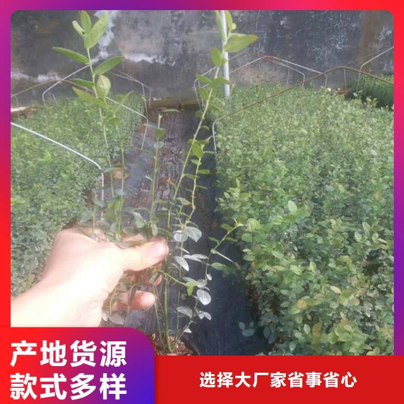 蓝莓苗樱桃苗厂家直销安全放心