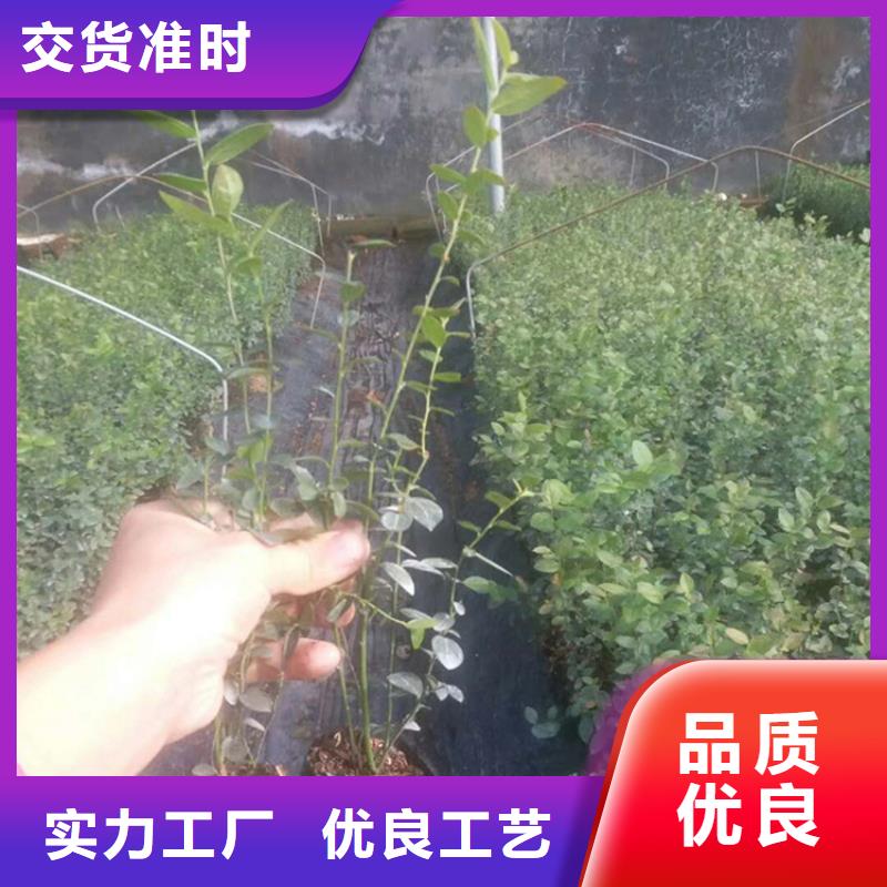 蓝莓苗杏树苗24小时下单发货