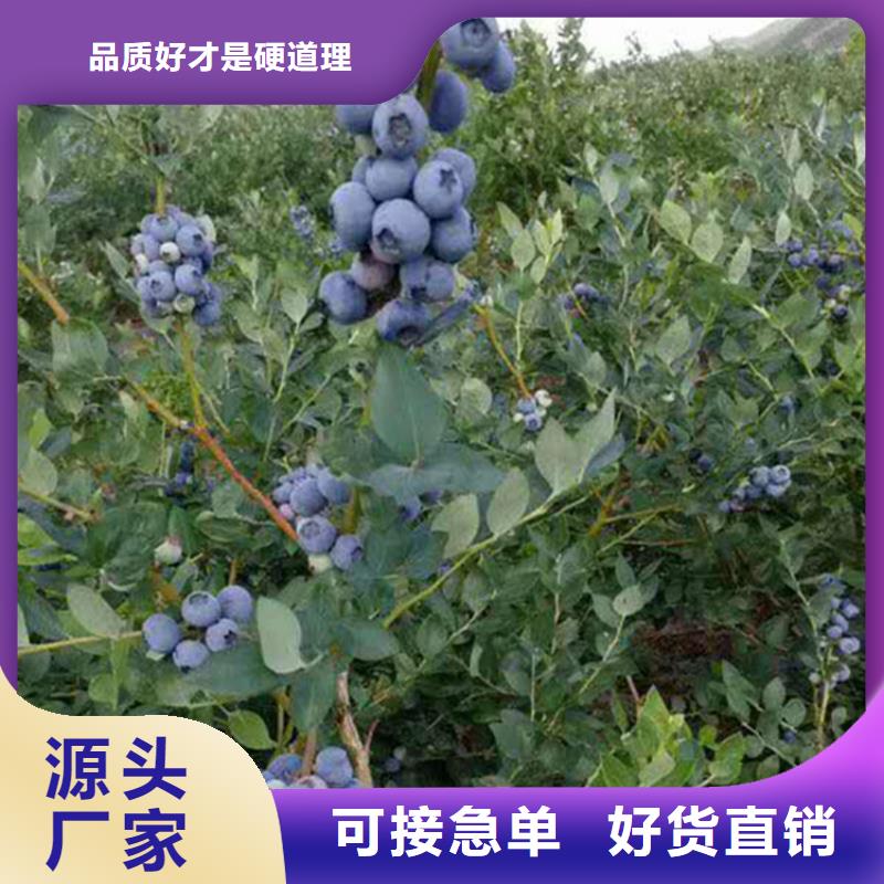 蓝莓苗【苹果苗】精选好货