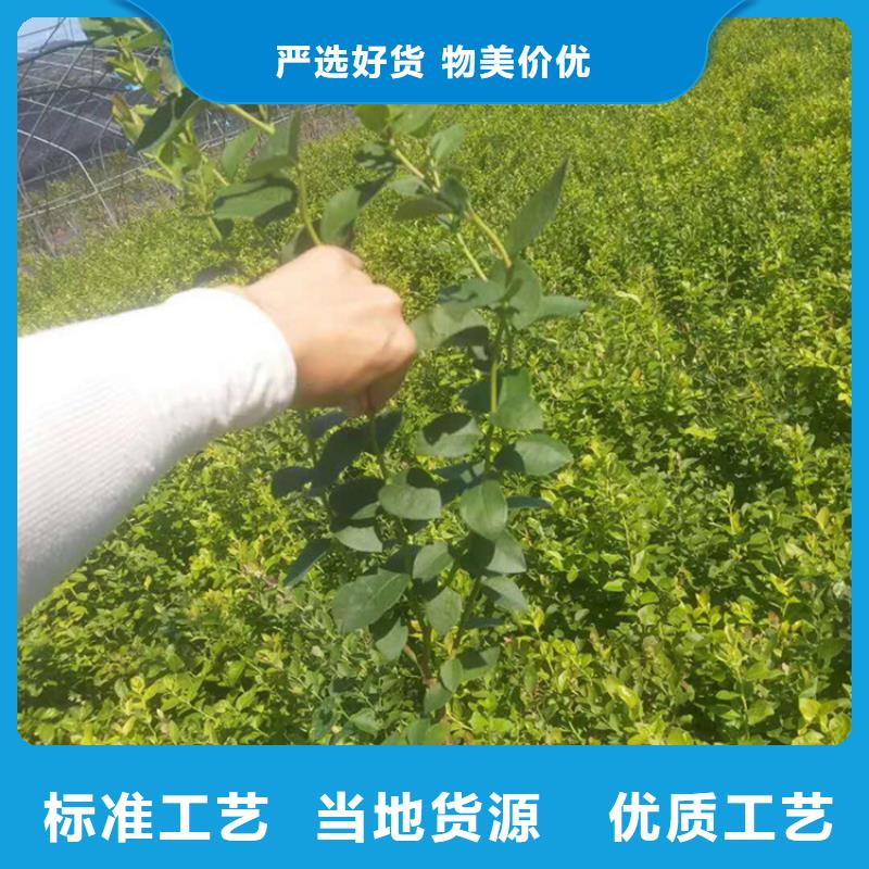 蓝莓苗_苹果苗产品细节