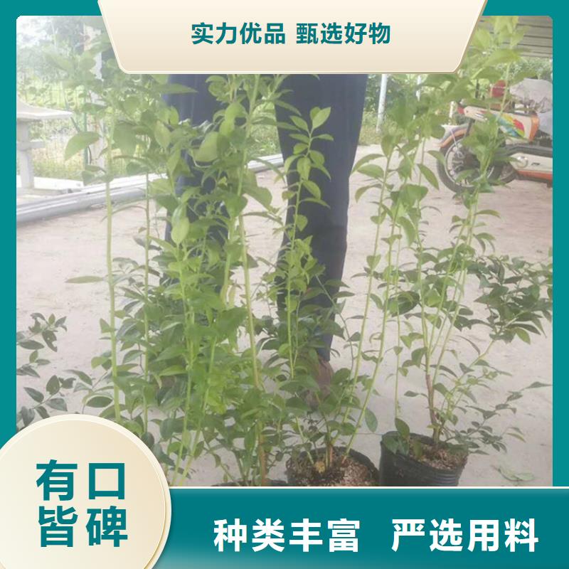 蓝莓苗樱桃苗货到付款