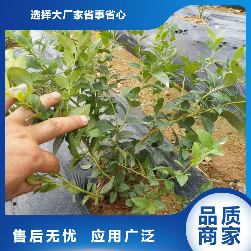 【蓝莓苗】石榴树严谨工艺