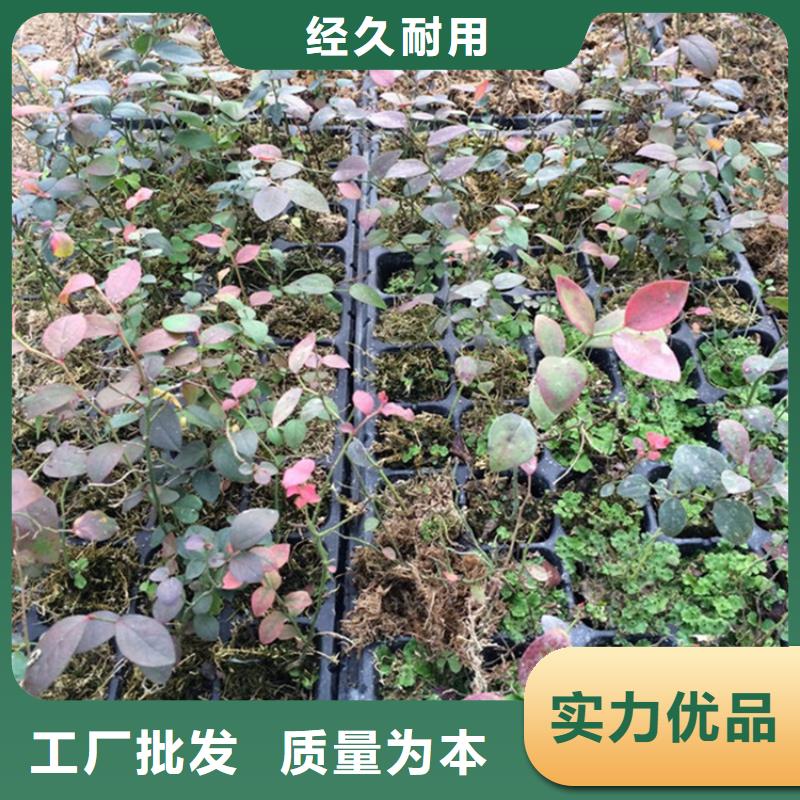 蓝莓苗_苹果苗产品细节