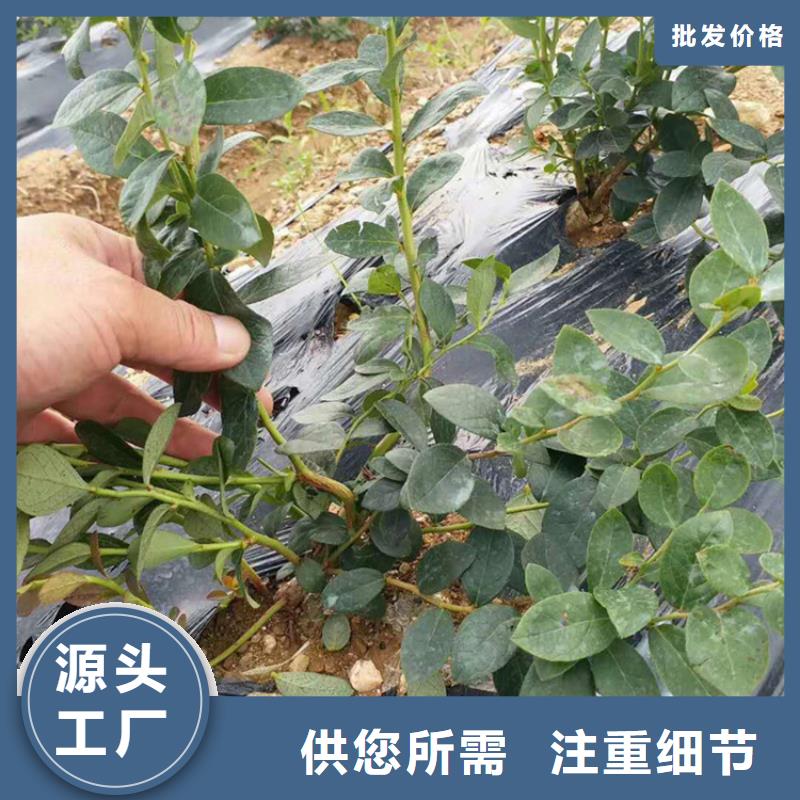 蓝莓苗_【蓝莓苗】支持定制加工