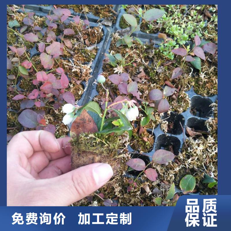 蓝莓苗苹果苗高标准高品质