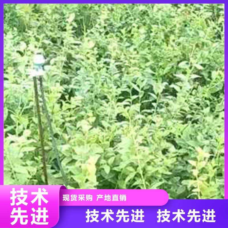 蓝莓苗梨树苗优良工艺