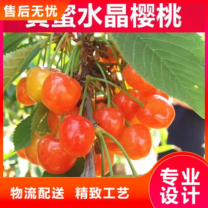 【樱桃】苹果苗多种场景适用