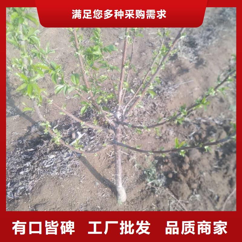 樱桃石榴树使用方法