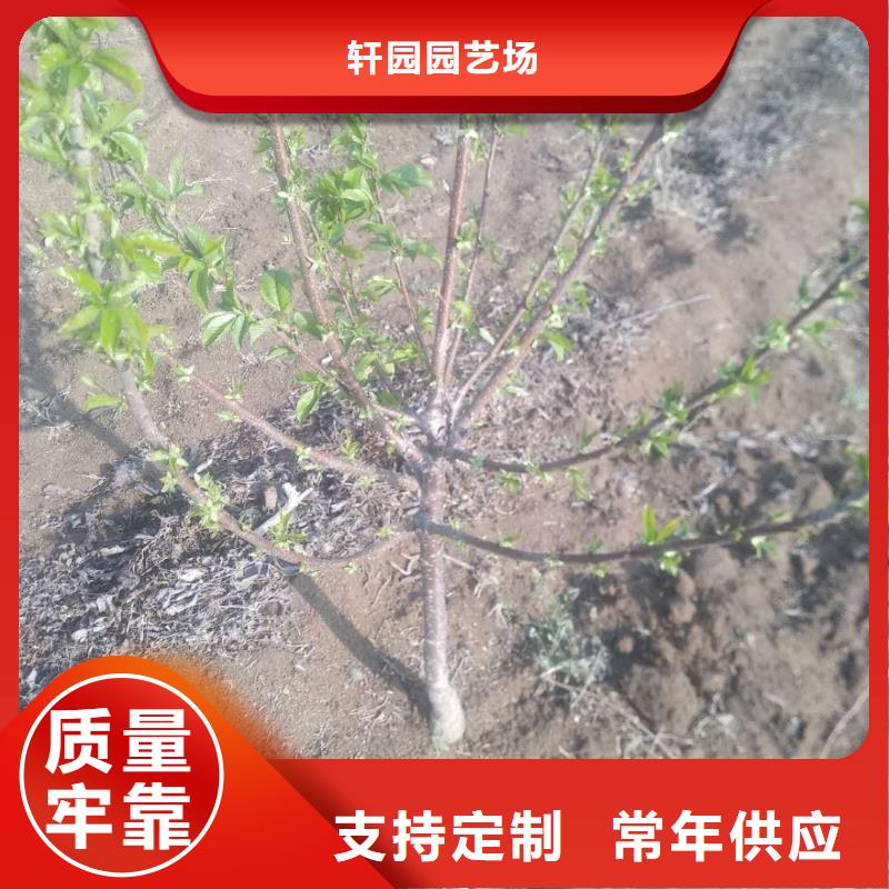 樱桃-嘎啦苹果工艺层层把关