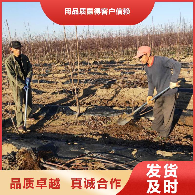 樱桃樱桃苗海量货源