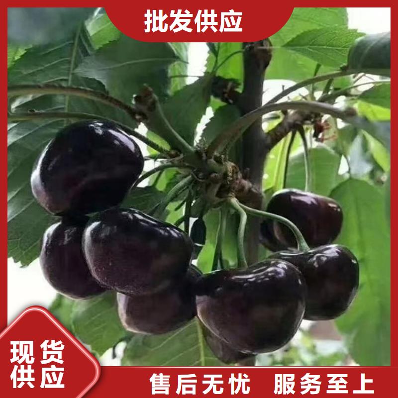 樱桃苹果苗厂家案例