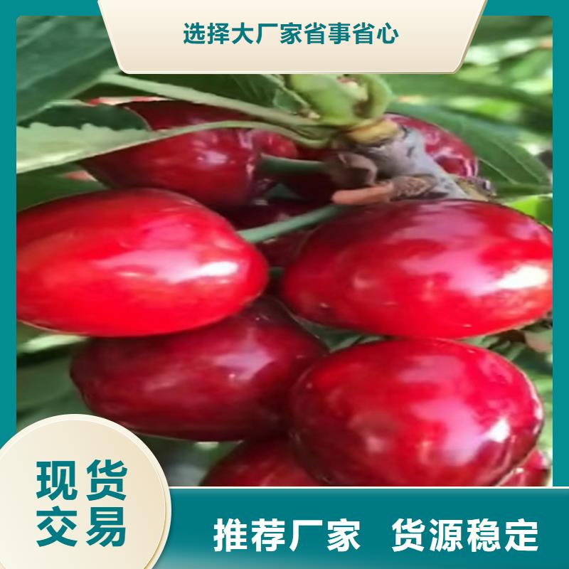 【樱桃-苹果苗分类和特点】