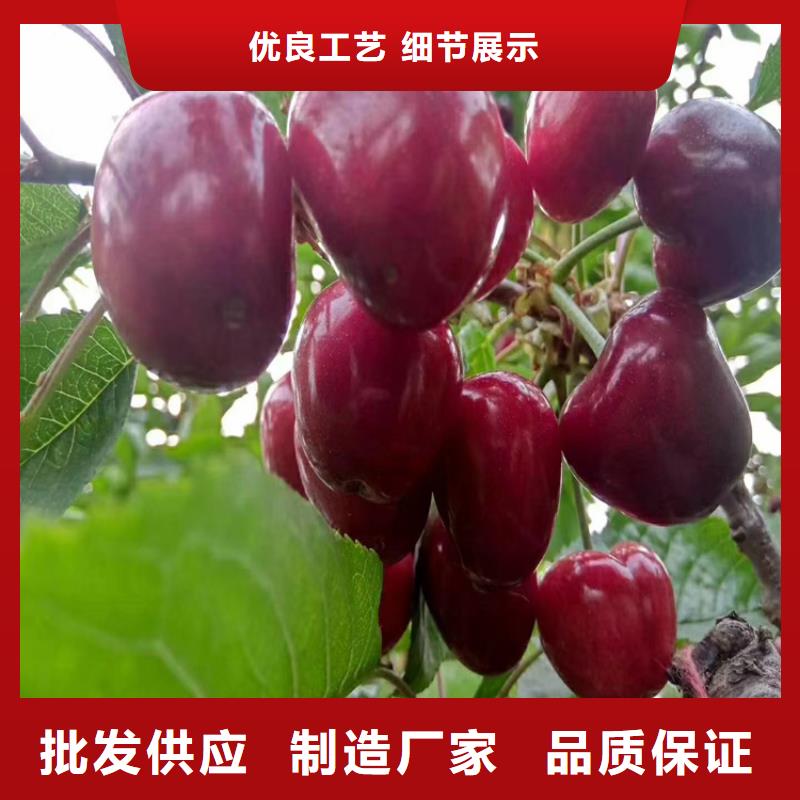 【樱桃-苹果苗分类和特点】