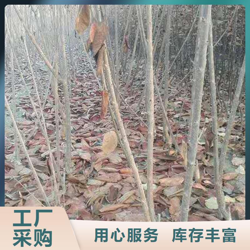 樱桃杏树苗大厂生产品质