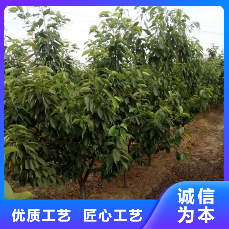 樱桃-嘎啦苹果工艺层层把关