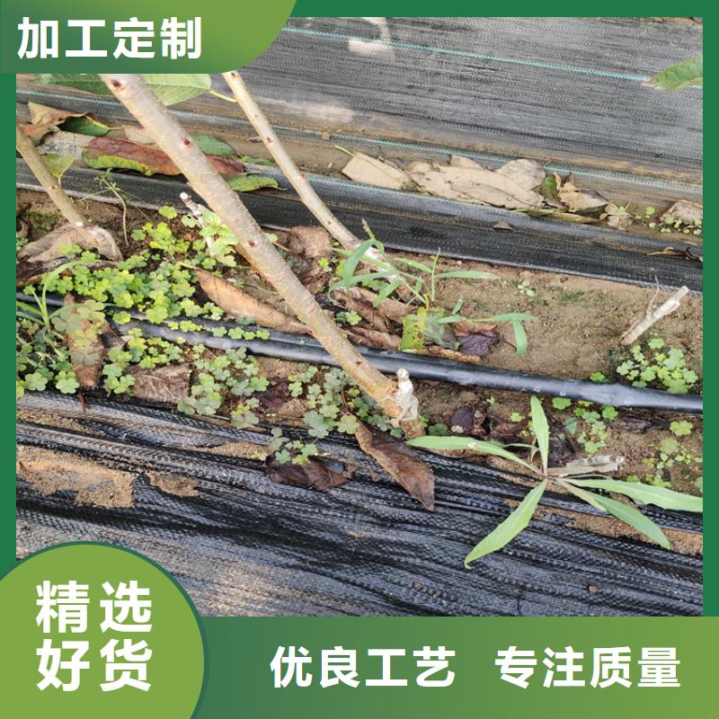 樱桃_【苹果苗】满足您多种采购需求