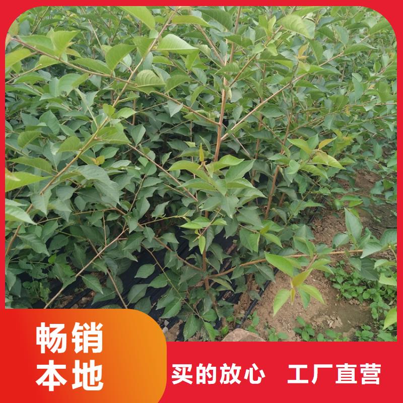 樱桃-嘎啦苹果工艺层层把关