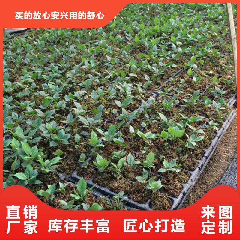 【樱桃草莓苗好品质经得住考验】