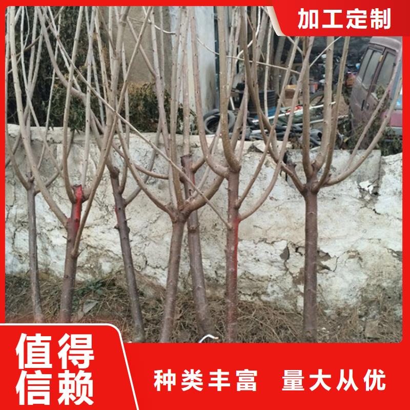 樱桃_【苹果苗】满足您多种采购需求