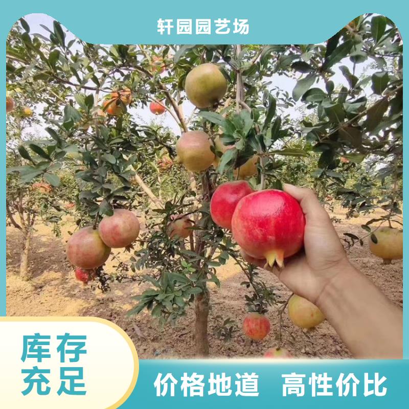 石榴【蓝莓苗】发货及时