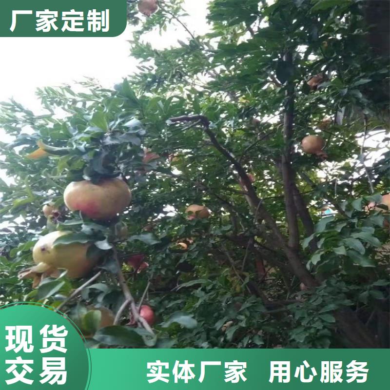 石榴【蓝莓苗】支持大小批量采购